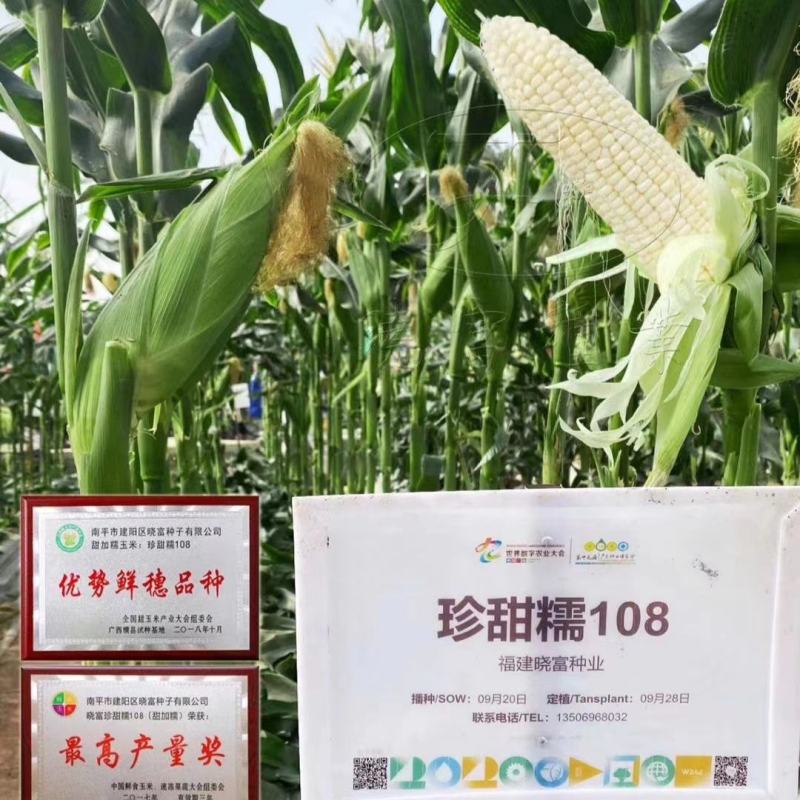 珍甜糯108甜糯玉米种子特大棒基地主打耐热高产鲜食玉米种