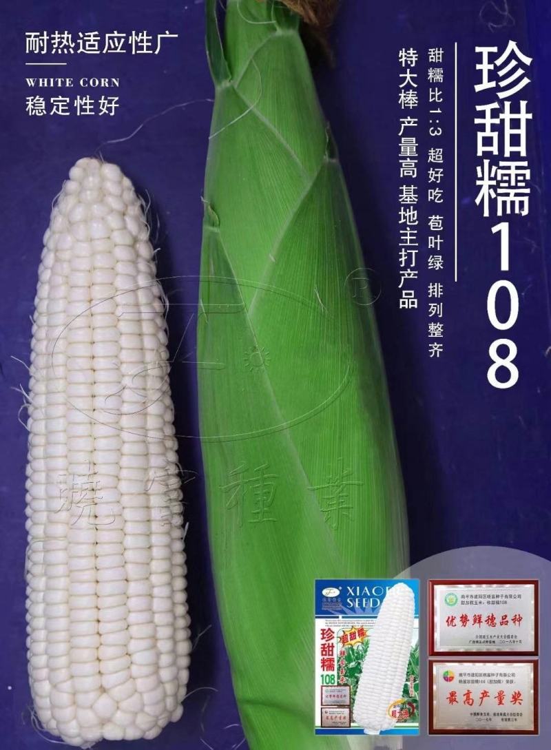 珍甜糯108甜糯玉米种子特大棒基地主打耐热高产鲜食玉米种