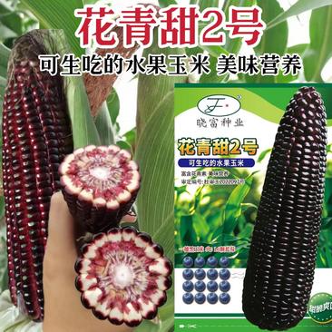 花青甜2号黑玉米种子生吃的水果玉米种子营养丰富黑色甜玉米