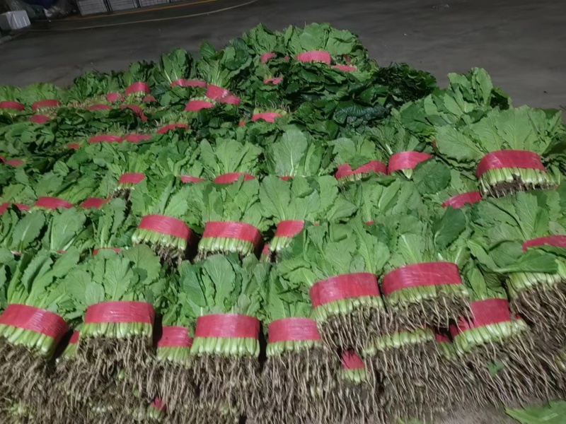 【优质】山东快菜，基地现货，价格不高，欢迎采购