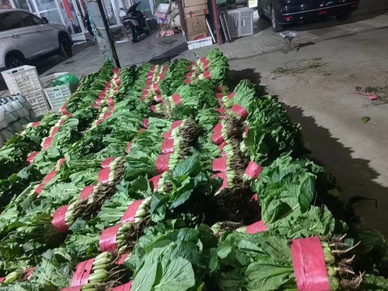 【优质】山东快菜，基地现货，价格不高，欢迎采购