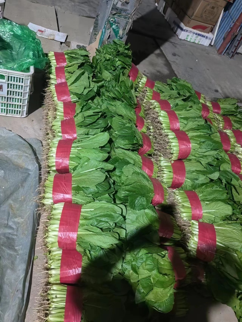 【优质】山东快菜，基地现货，价格不高，欢迎采购