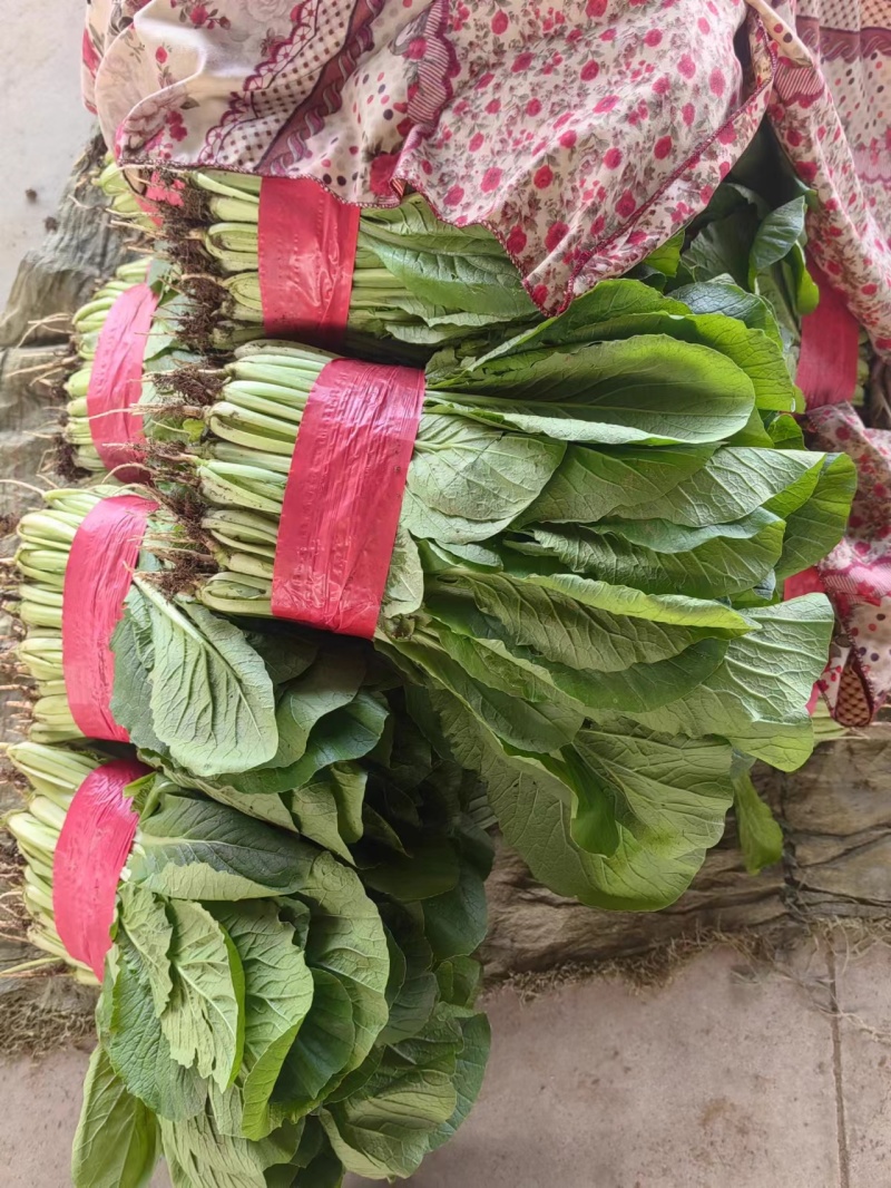 【优质】山东快菜，基地现货，价格不高，欢迎采购