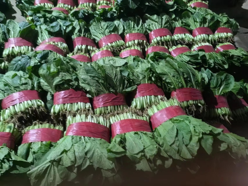 【优质】山东快菜，基地现货，价格不高，欢迎采购