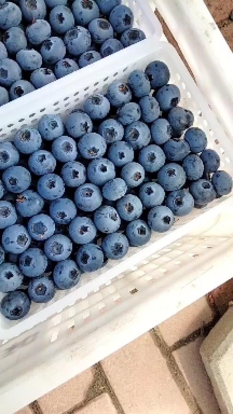 山东暖棚蓝莓优瑞卡、云雀L11F6等各个品种大量上市