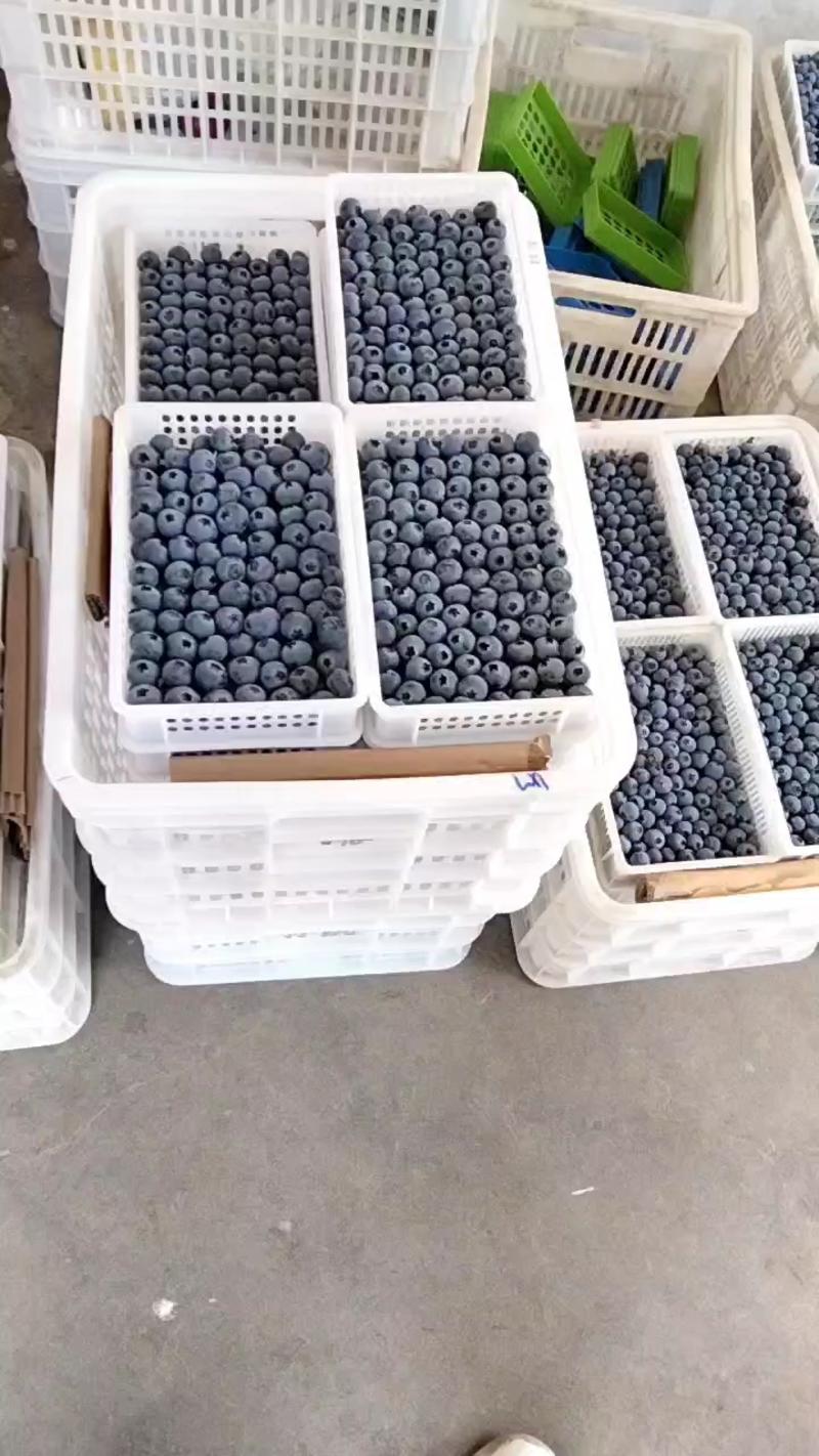 山东暖棚蓝莓优瑞卡、云雀L11F6等各个品种大量上市