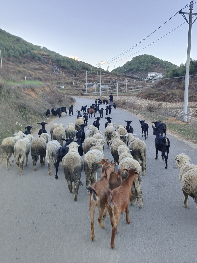 黑山羊绵羊