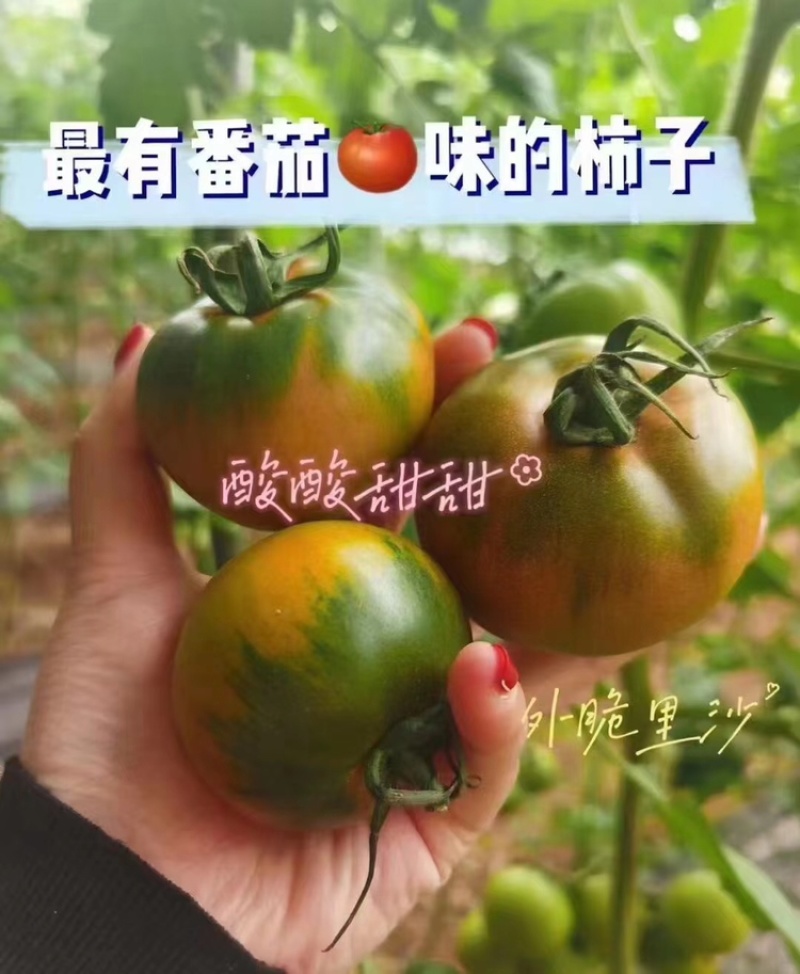 草莓柿子西红柿铁皮柿子