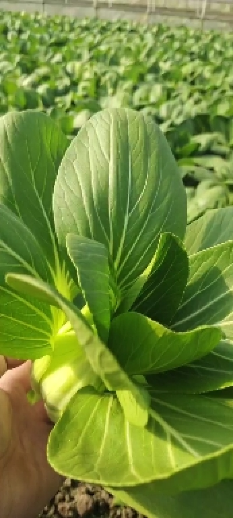 供应超市，食堂，