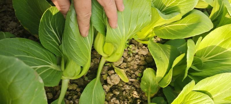 供应超市，食堂，