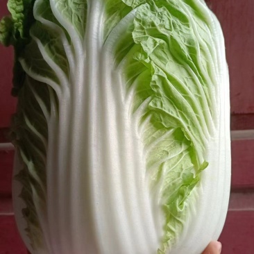 黄心大白菜