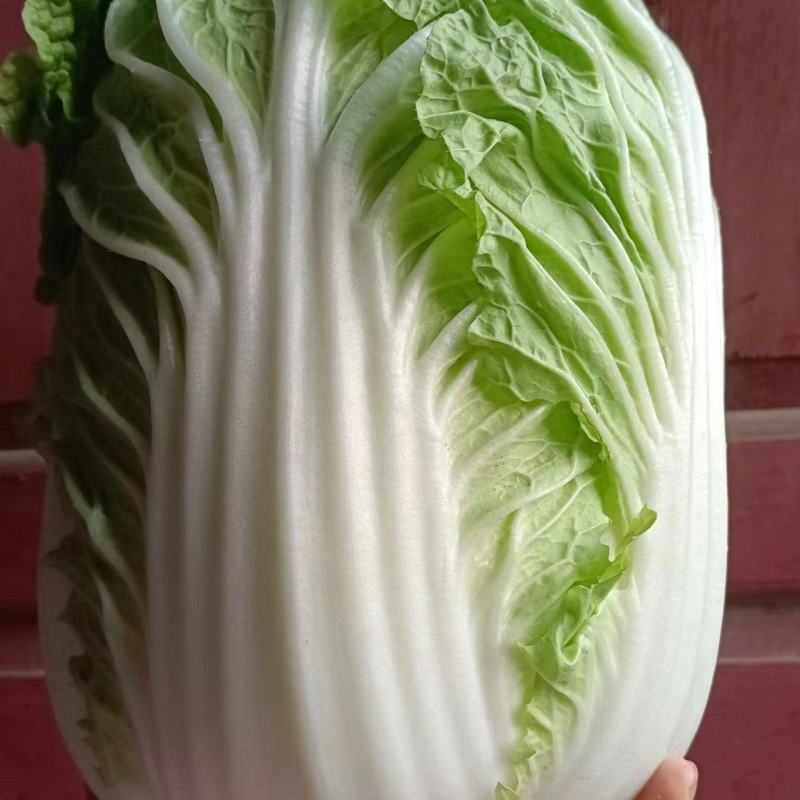 黄心大白菜