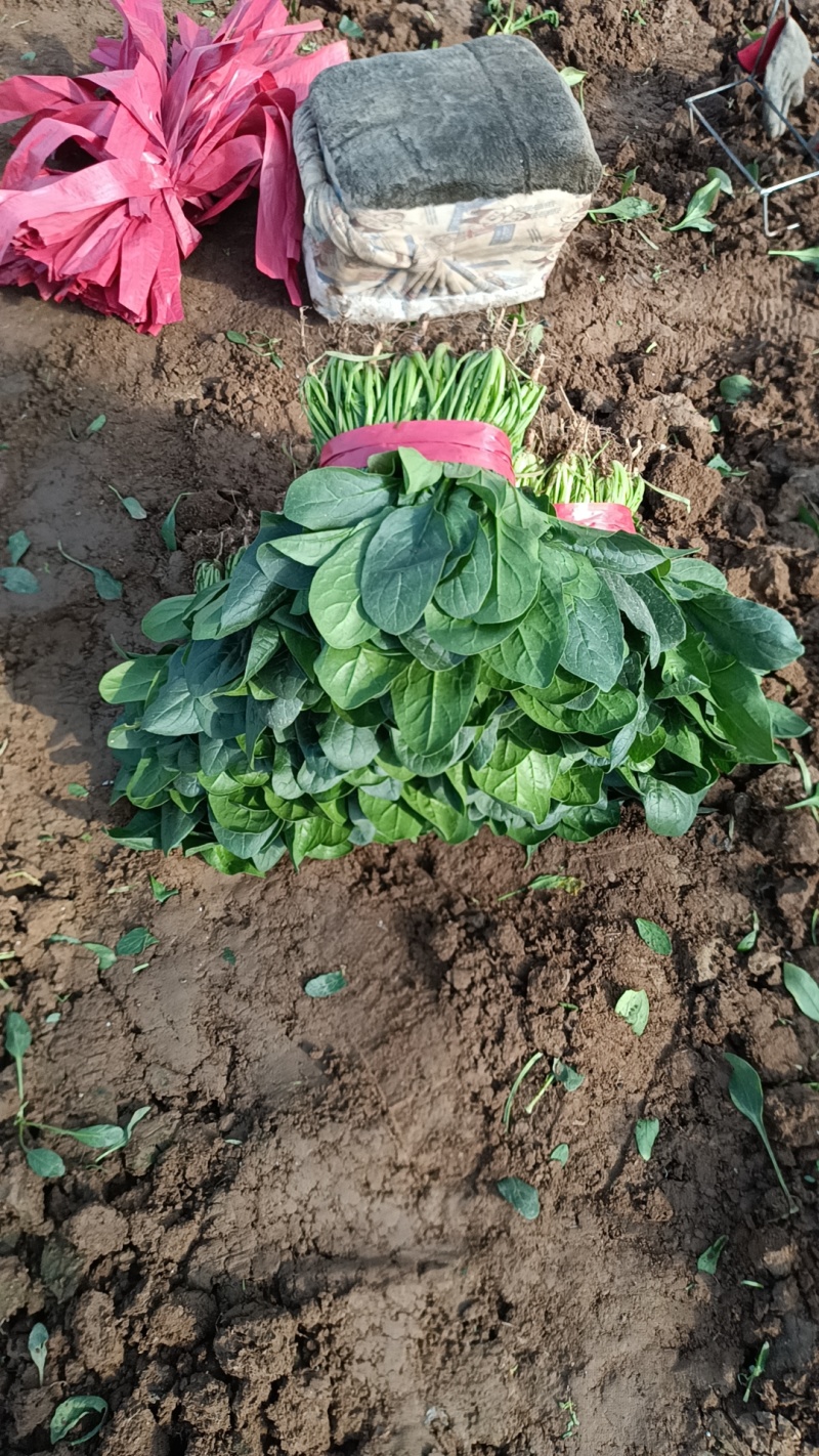 魏县菠菜