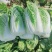 河南白菜量大从优产地直发保质保量对接全国市场