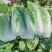 河南白菜量大从优产地直发保质保量对接全国市场