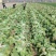 河南白菜量大从优产地直发保质保量对接全国市场