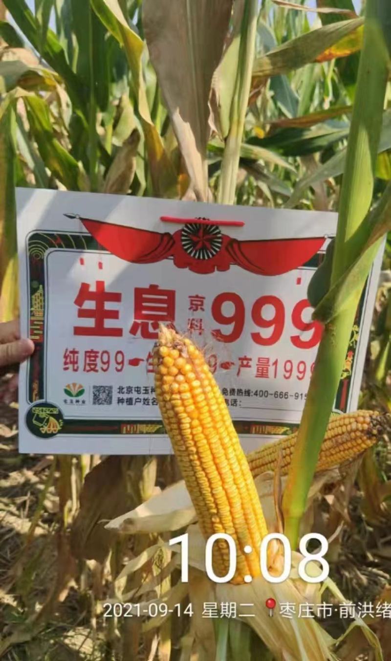 青贮饲料玉米，国审高产大棒青贮玉米饲料玉米种子，抗病抗倒