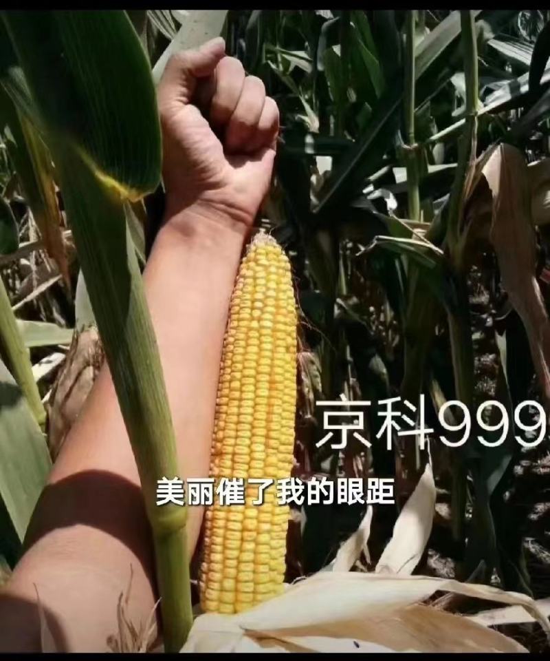 青贮饲料玉米，国审高产大棒青贮玉米饲料玉米种子，抗病抗倒