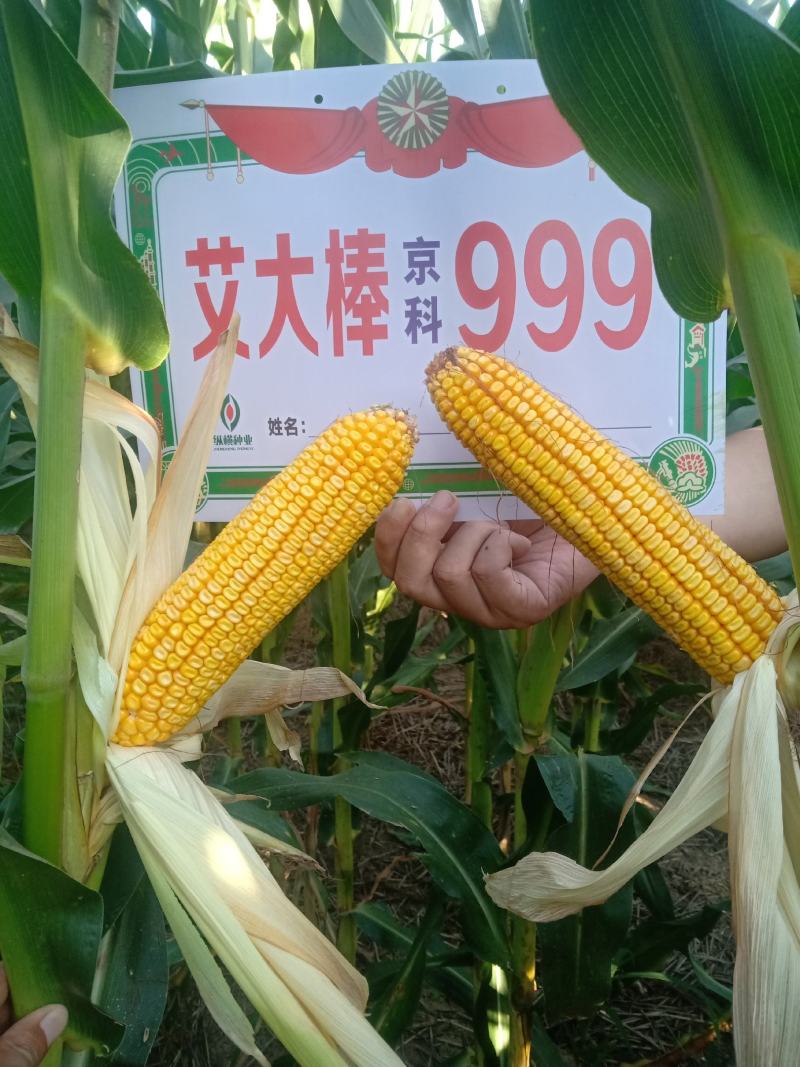 青贮饲料玉米，国审高产大棒青贮玉米饲料玉米种子，抗病抗倒