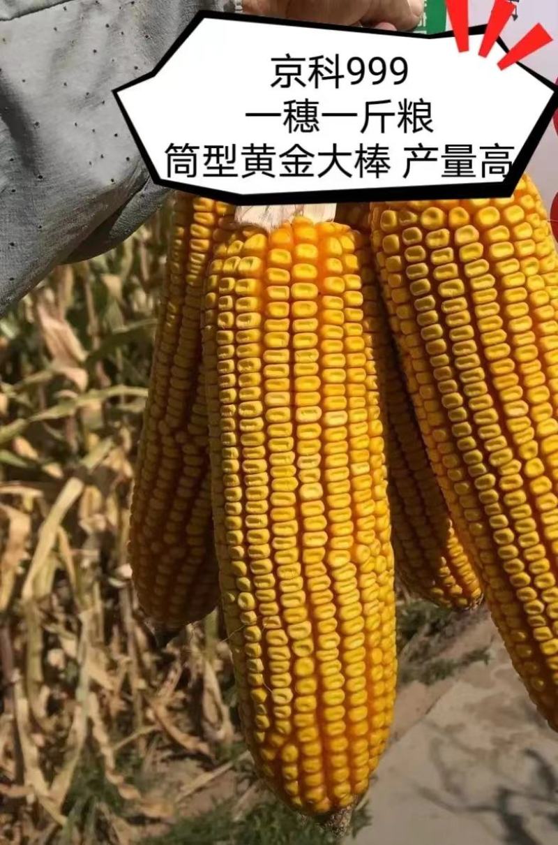 青贮饲料玉米，国审高产大棒青贮玉米饲料玉米种子，抗病抗倒