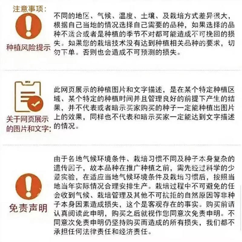 青贮饲料玉米，国审高产大棒青贮玉米饲料玉米种子，抗病抗倒