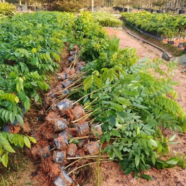 大量黄花梨小袋40以上高出售