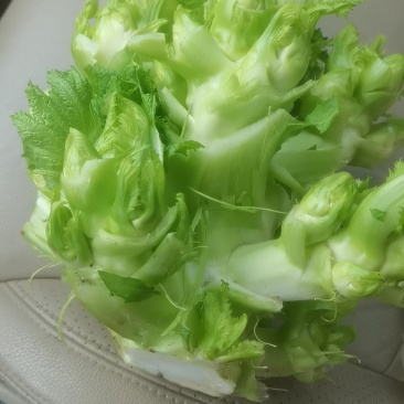 儿菜