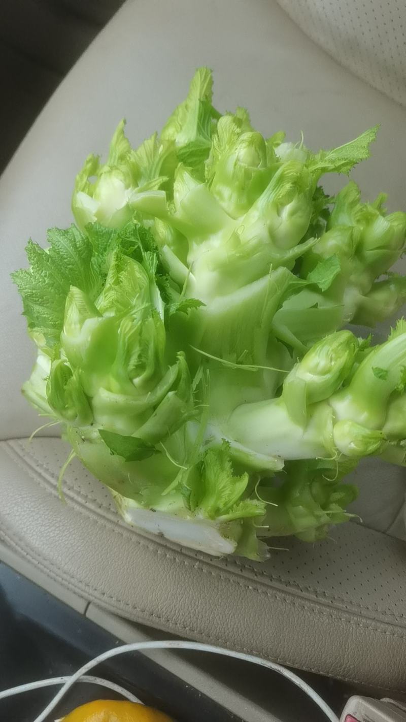 儿菜