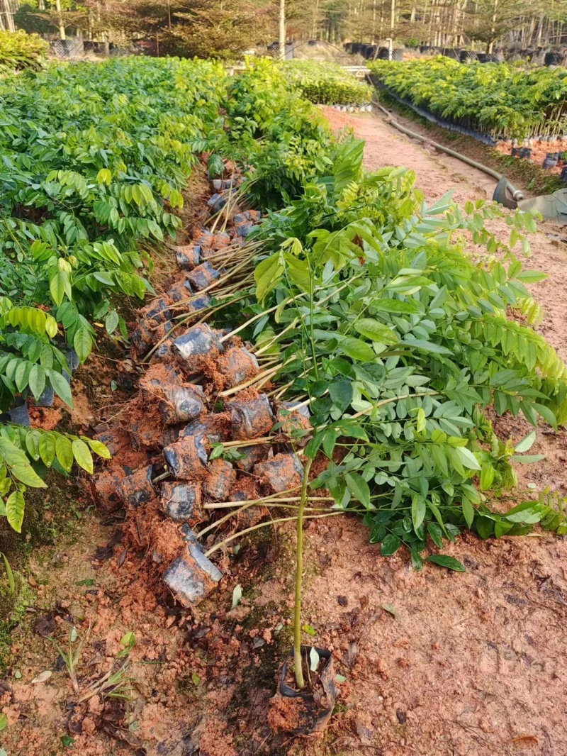 大量黄花梨小袋40以上高出售