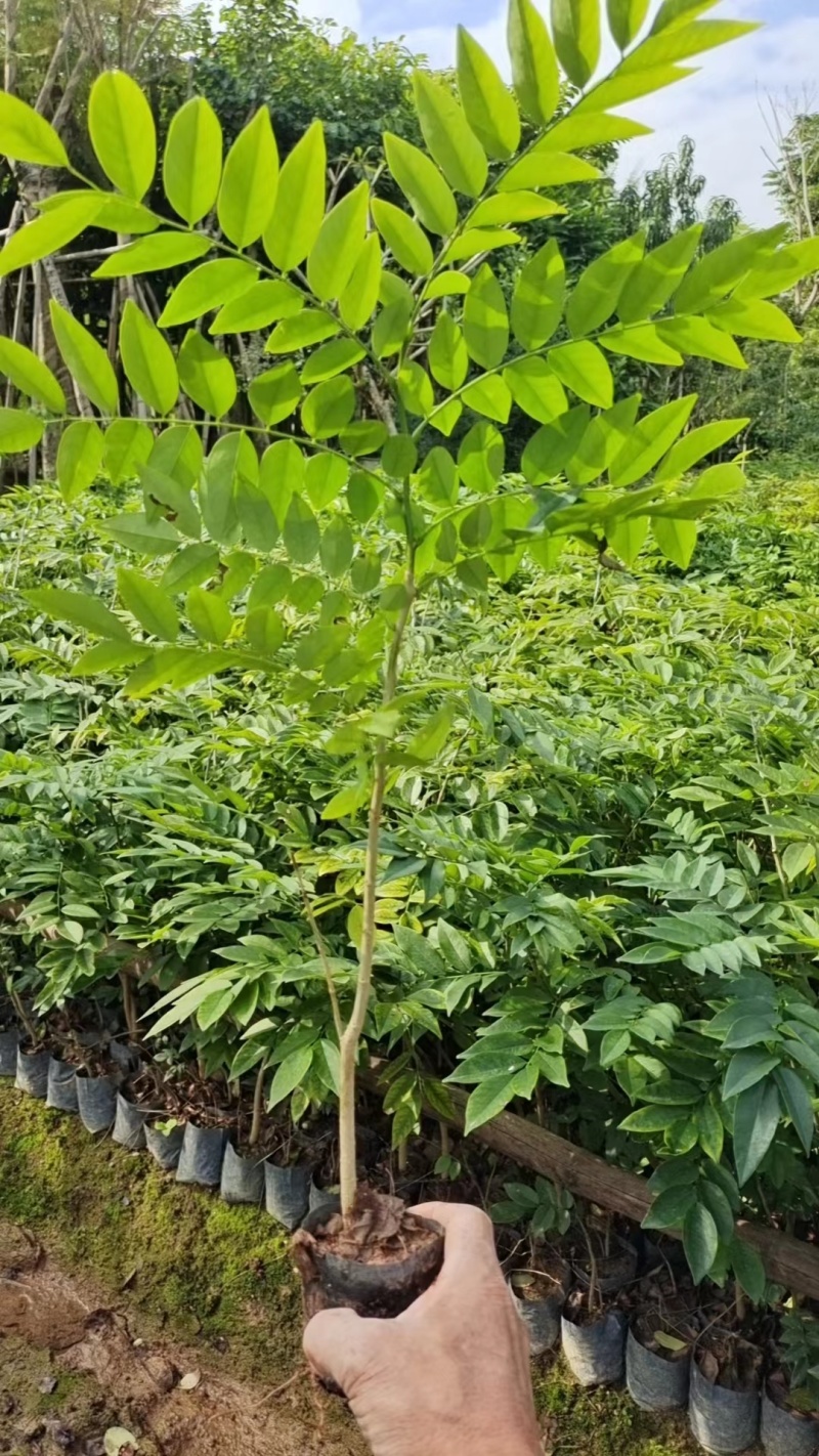 大量黄花梨小袋40以上高出售