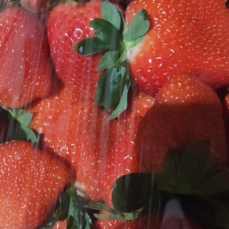 安丘石埠子香野草莓