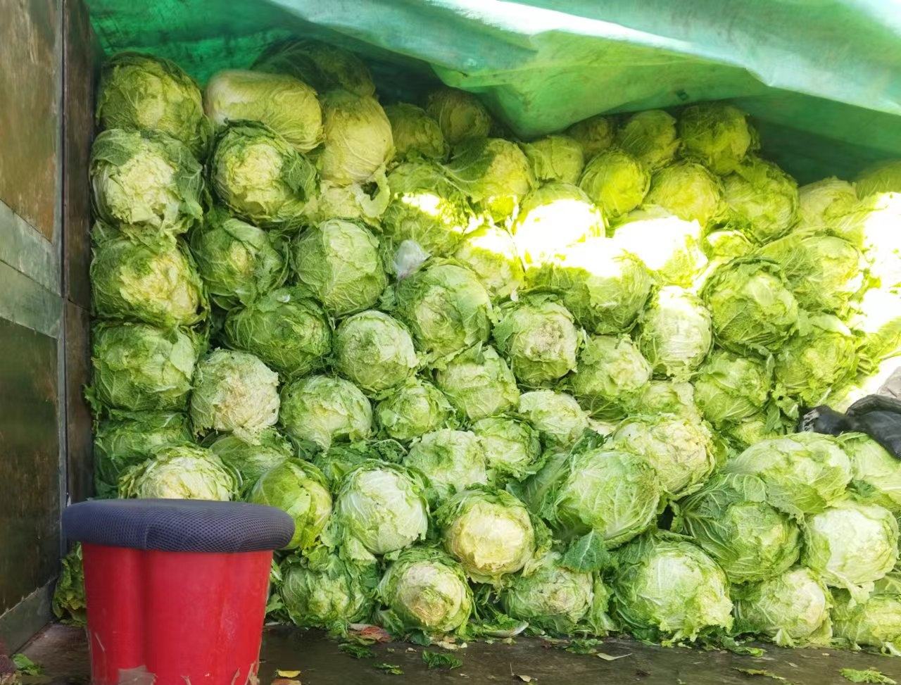 白菜炖排骨成品图