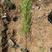 出售柏树苗高度1米～2米墓地专用荒山绿化工程用
