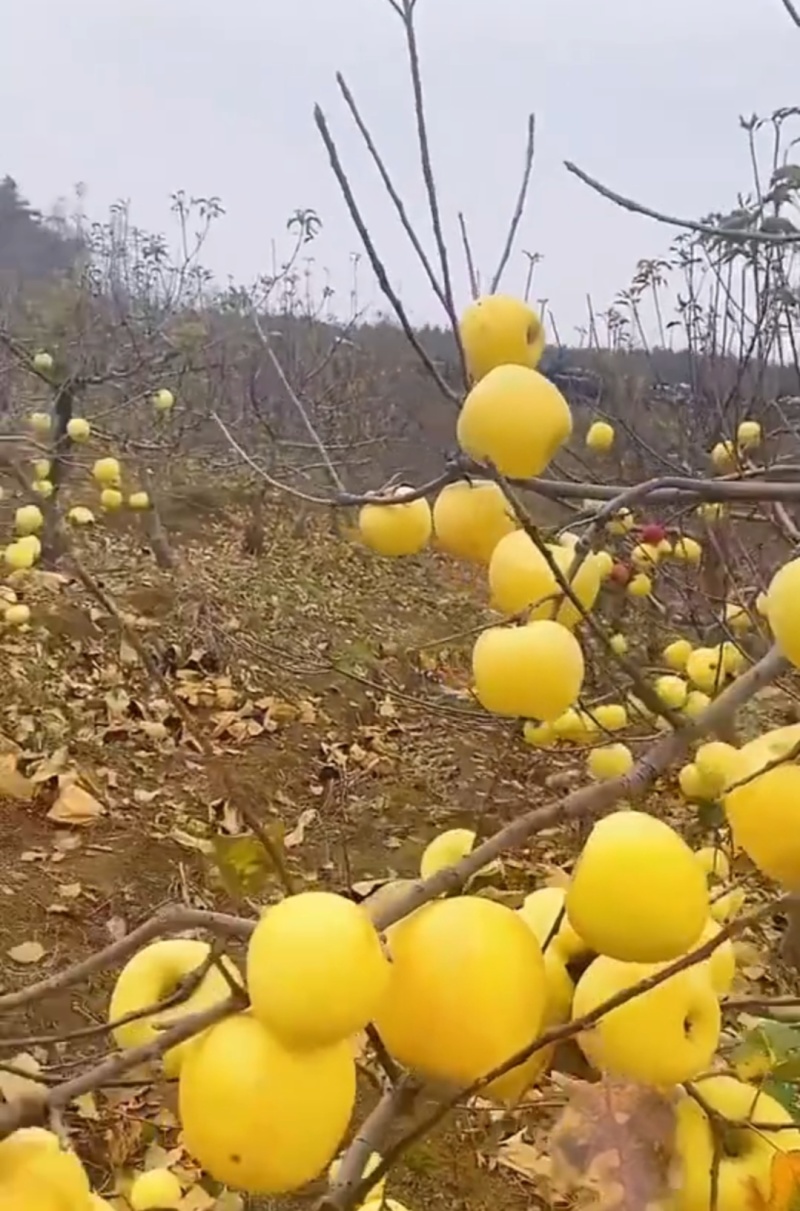 山东省鲁丽苹果苗基地现挖苗发货