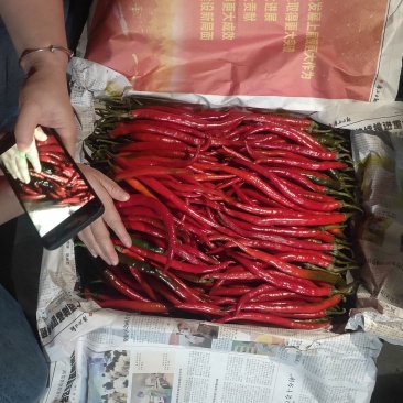 [量大优惠】三号线椒，产地直供，批发走货，可视频看货