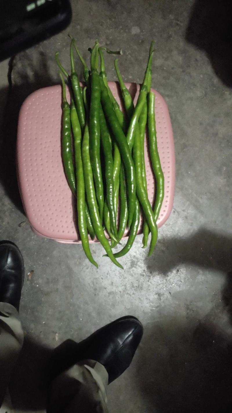 [量大优惠】三号线椒，产地直供，批发走货，可视频看货