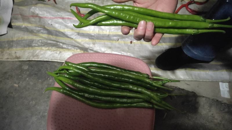 [量大优惠】三号线椒，产地直供，批发走货，可视频看货