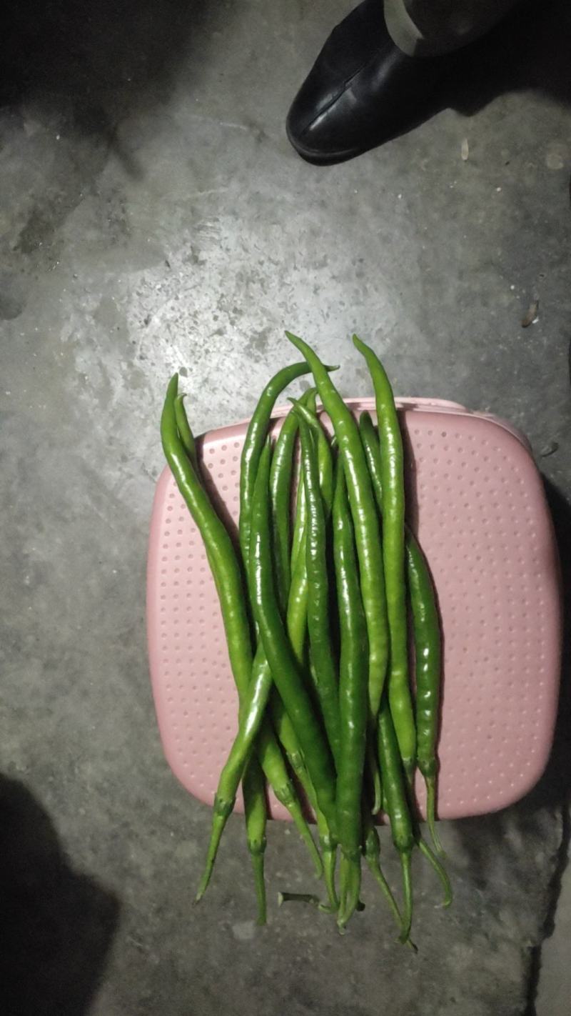 [量大优惠】三号线椒，产地直供，批发走货，可视频看货
