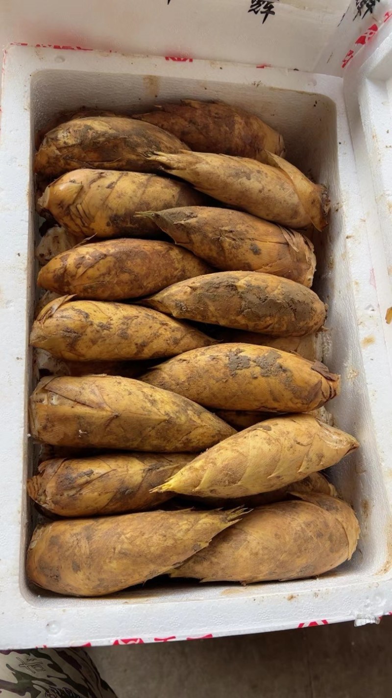 二两以上到一斤三两黄泥冬笋除根货，十五斤装，包邮价，