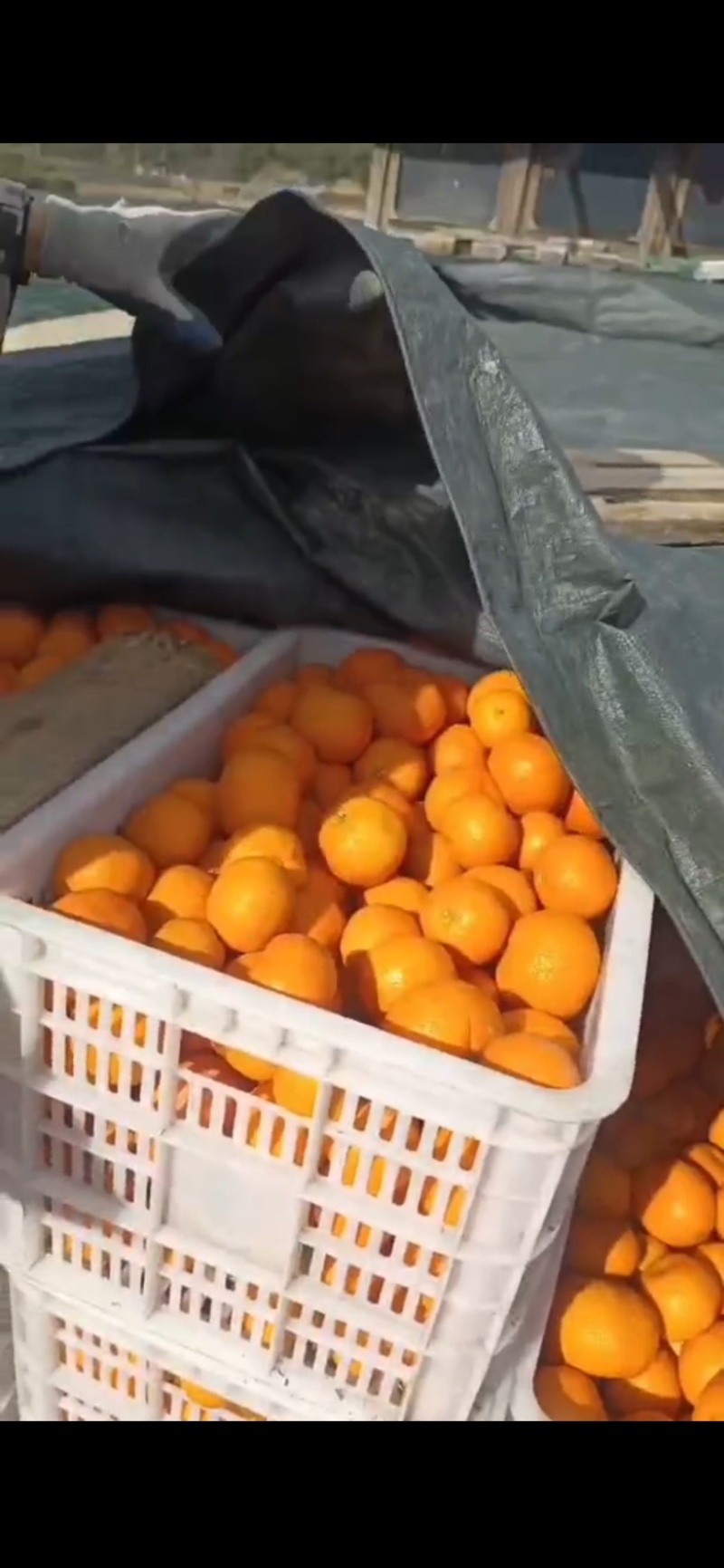 商品橘，甜度很好