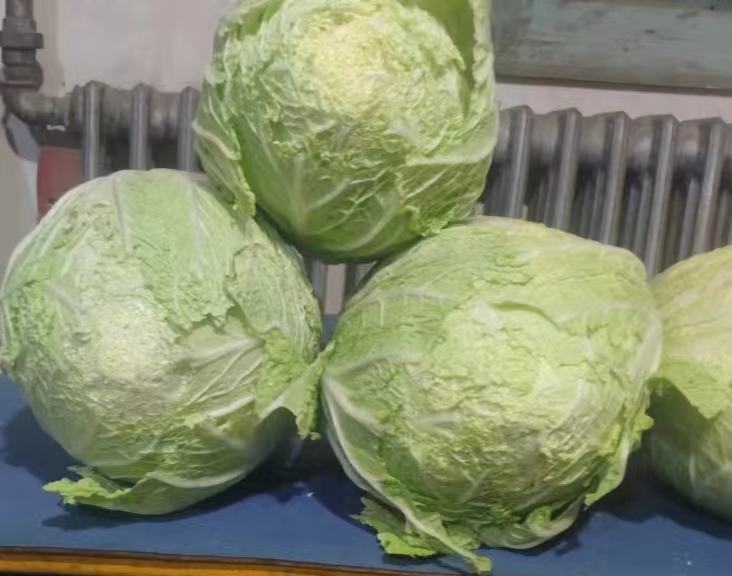 黄心白菜切开内部金黄色示意图