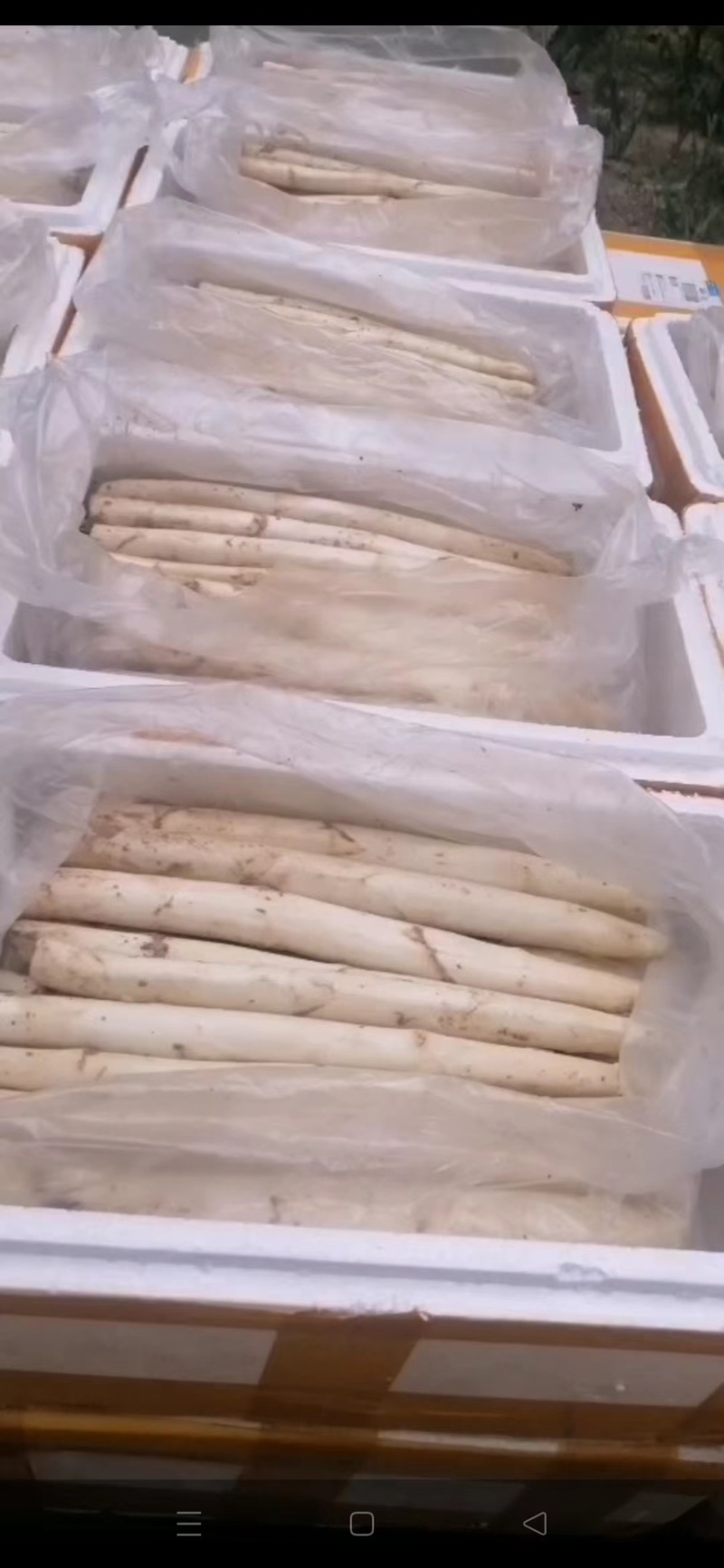 潍坊精品露天芦笋产地直发营养丰富供应各大商超社区团购