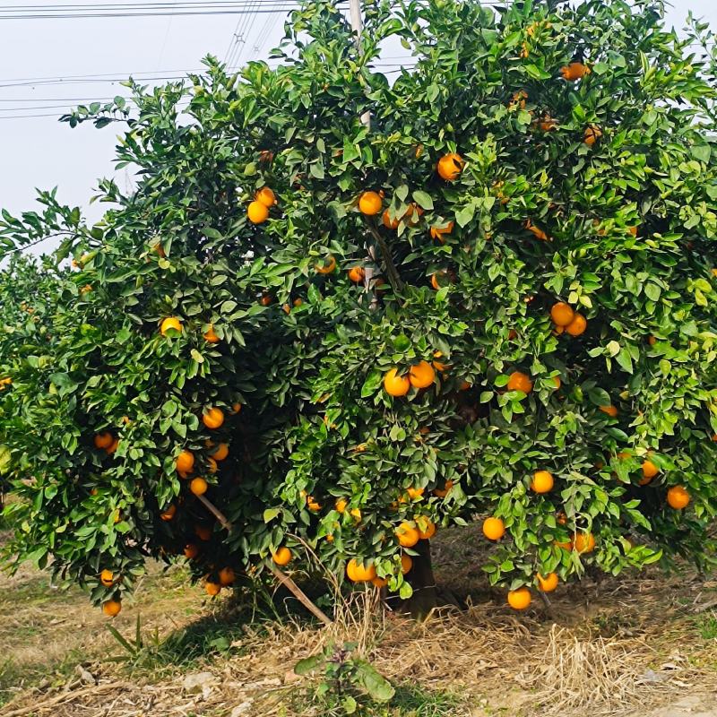 湖北宜昌纽荷尔脐橙大吨位供货