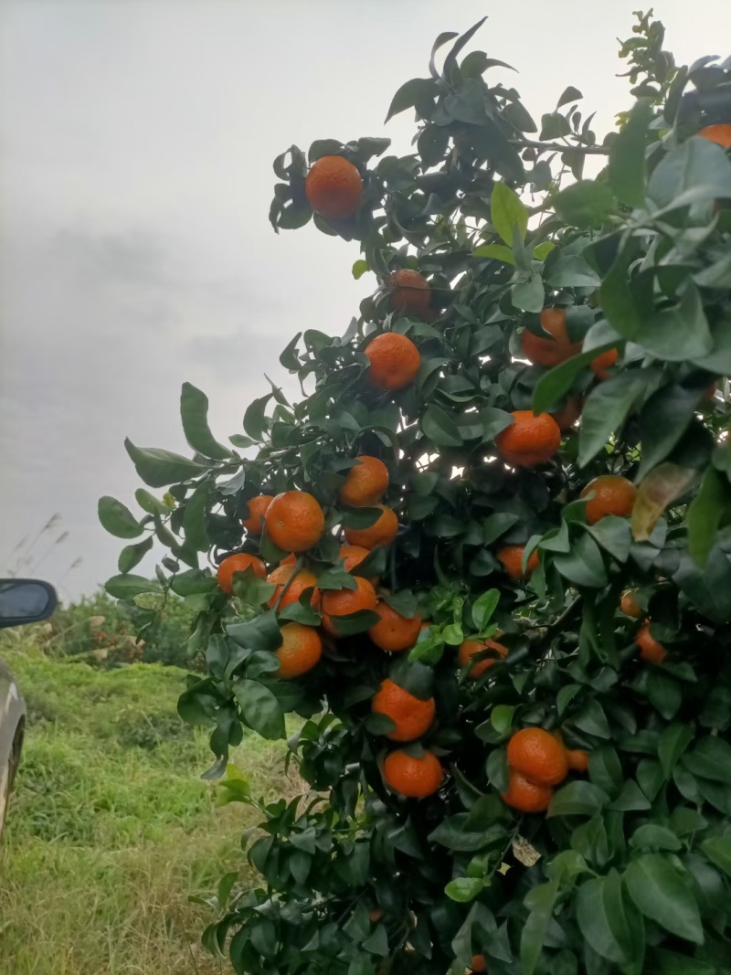 广西鹿寨沙糖桔大量上市，皮脏口感都很好，今年的个头也很好