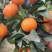 广西鹿寨沙糖桔大量上市，皮脏口感都很好，今年的个头也很好