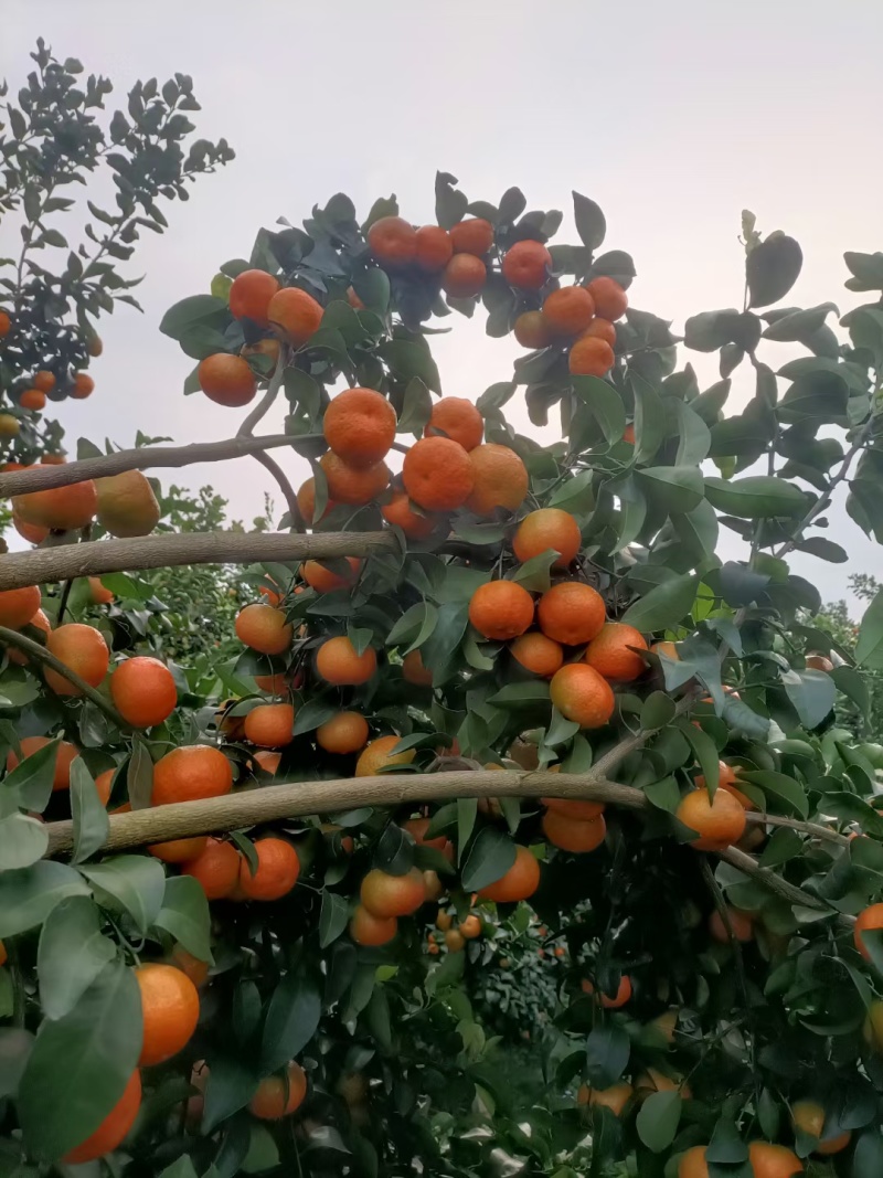 广西鹿寨沙糖桔大量上市，皮脏口感都很好，今年的个头也很好