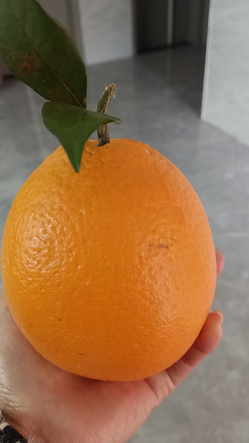 赣南脐橙汁嫩爆水皮薄肉厚非常甜口感更好大量现货