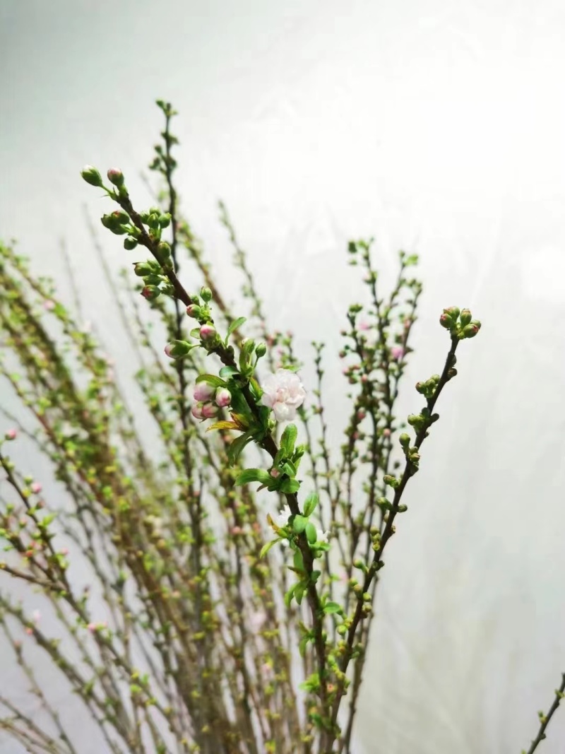 珍珠李干枝珍珠李麦李