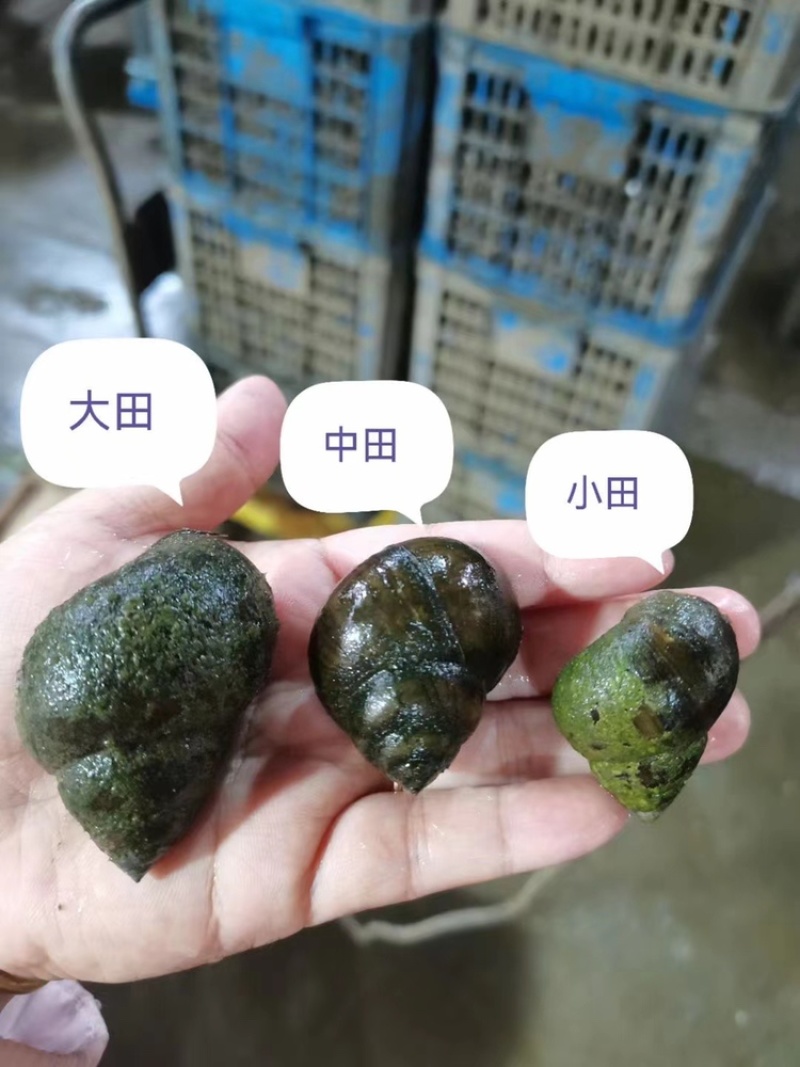 湖北潜江鲜直发