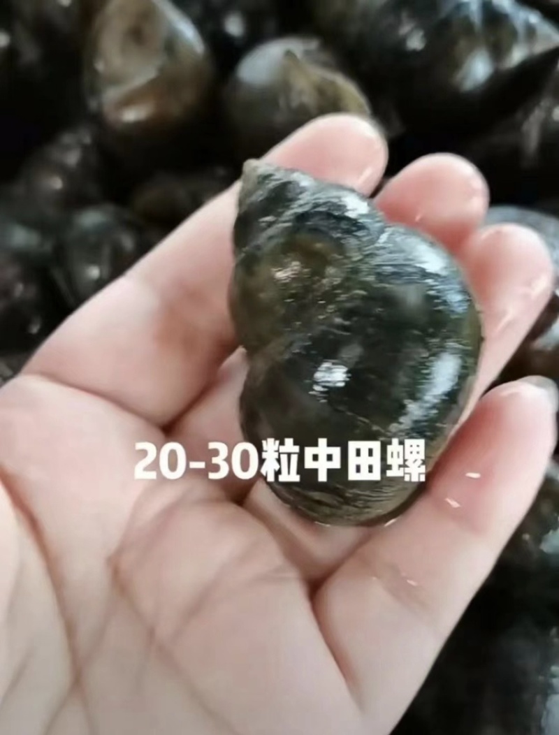 湖北潜江鲜直发